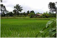 auf dem Weg nach Preah Vihear <br /> leben im Reisfeld