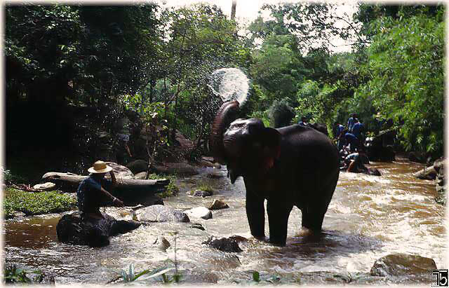 Elefantendusche